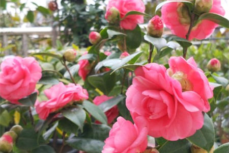 茶花的特点描写