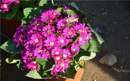 瓜叶菊怎么养二次开花