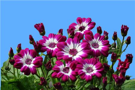 瓜叶菊怎么养二次开花