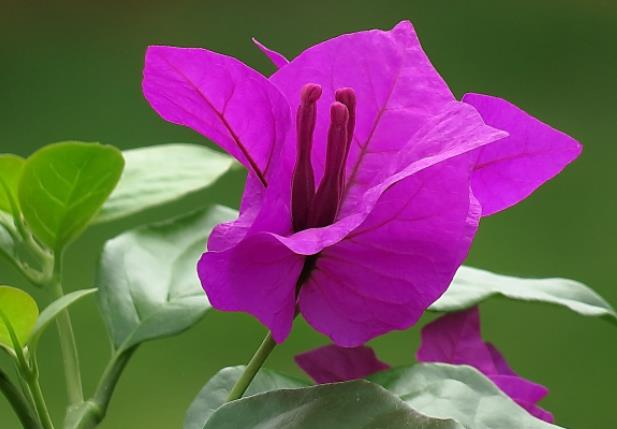 盆栽三角梅怎么浇水在盆土干燥后浇水保湿(三角梅如何浇水?)