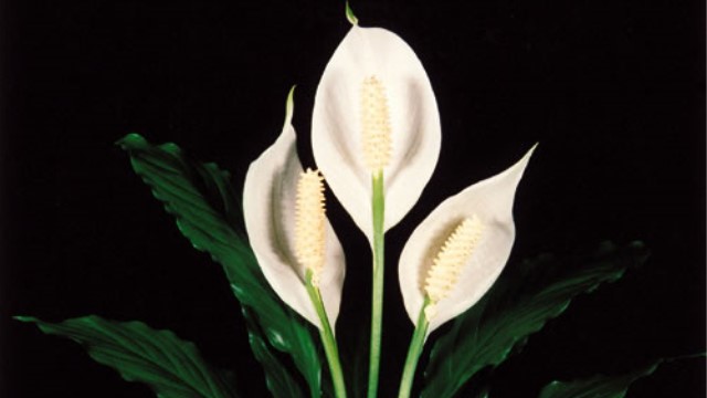 白鹤芋的养殖方法和注意事项(白鹤芋的养殖方法和注意事项有哪些)