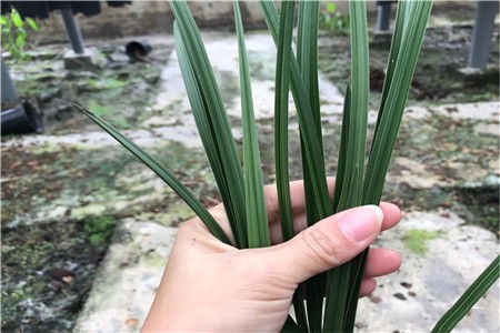 温州素是什么兰