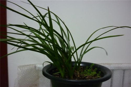 温州素是什么兰