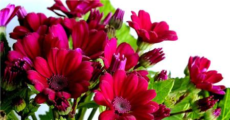 瓜叶菊怎么养二次开花