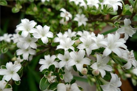 六月雪和满天星的区别在哪