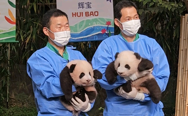 福娃的名字叫什么