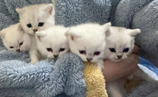 刚满月的猫咪怎么喂养