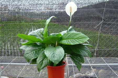 白鹤芋的养殖方法和注意事项有哪些