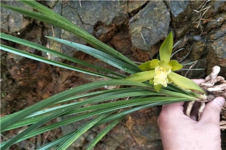 温州素是什么兰