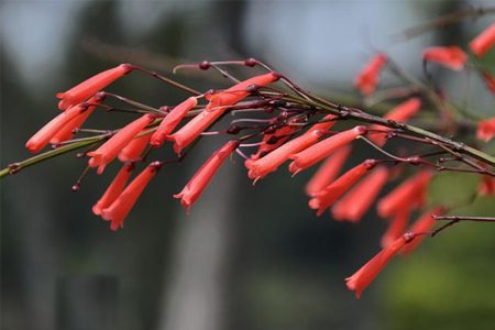 爆仗竹怎么扦插