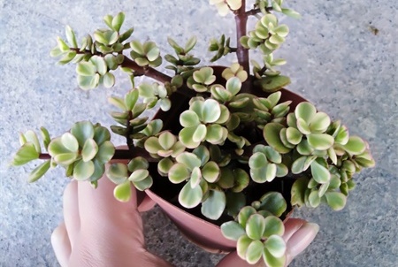 雅乐之舞叶子蔫了怎么办