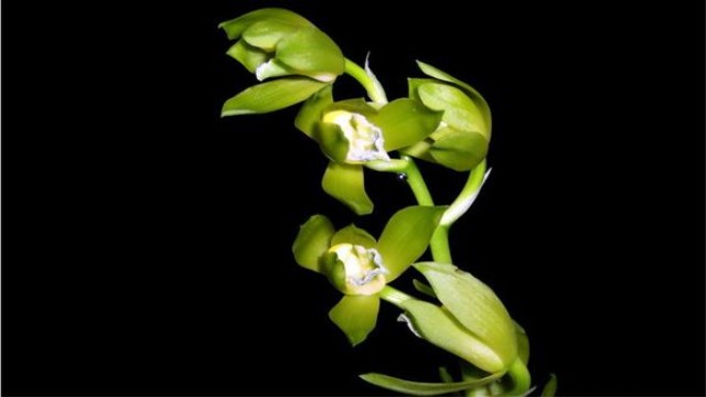 温州素怎么养(温州素是什么兰)