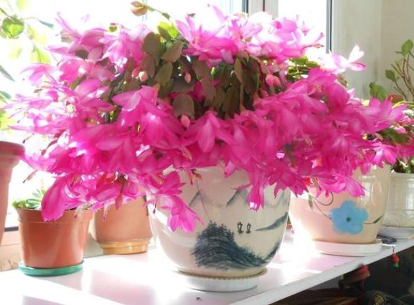 蟹爪兰深盆好还是浅盆好