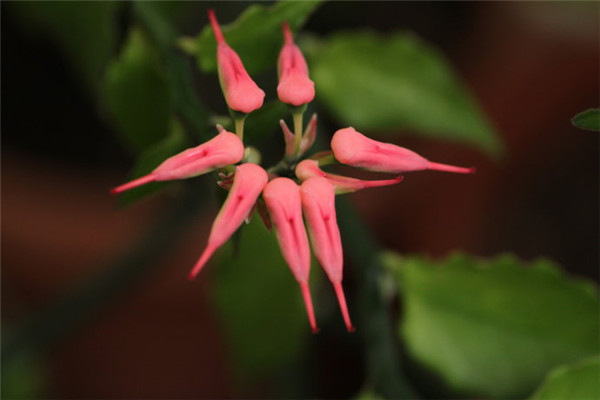 红雀珊瑚的功效和作用(红雀珊瑚的花期)