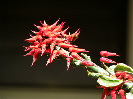 红雀珊瑚的花期