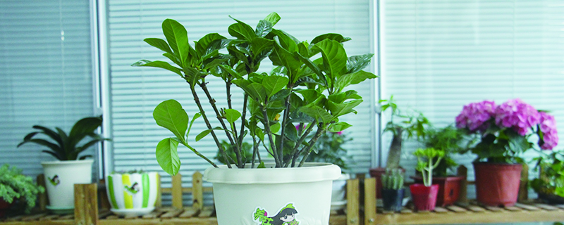 栀子花一天要浇多少水(栀子花浇一次水浇多少)