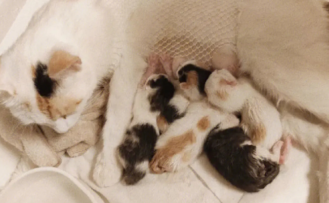 ​刚满月的小猫怎么养刚满月的小猫能养活吗(刚满月的猫咪怎么喂养)