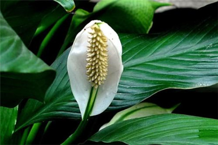 白鹤芋的养殖方法和注意事项有哪些