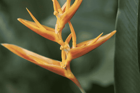 花卉鹤望兰怎样繁殖