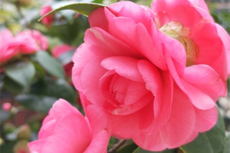 茶花的特点描写