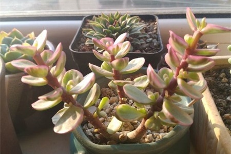 雅乐之舞叶子蔫了怎么办