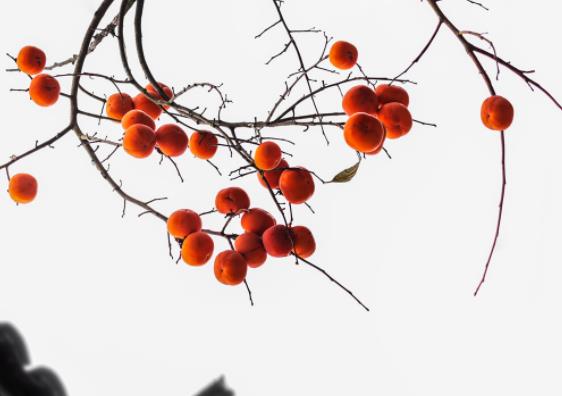 柿子可以空腹吃吗空腹吃柿子会得胆结石吗(空腹吃柿子能得结石吗)