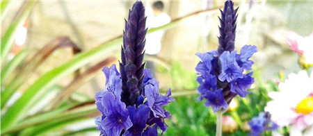 羽叶薰衣草花期多长