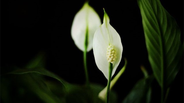 白掌叶子下垂能恢复吗(白掌叶子下垂发黄怎么办)