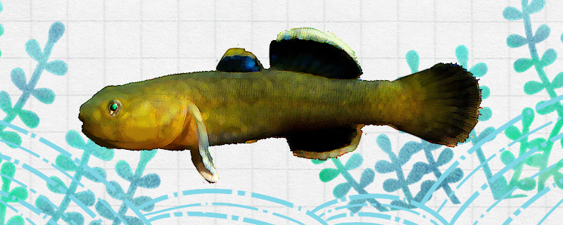 大洋洲沙漠虾虎鱼好养吗怎么养(大洋洲沙漠虾虎鱼好养吗怎么养殖)