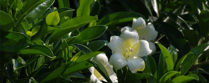 非洲茉莉叶子发黄掉叶片怎么办黄叶枯萎的原因及补救办法(非洲茉莉叶子黄了怎么办)