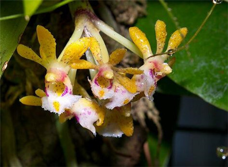 盆兰花怎么养殖