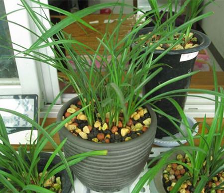 豆瓣兰属于兰花中的什么品种