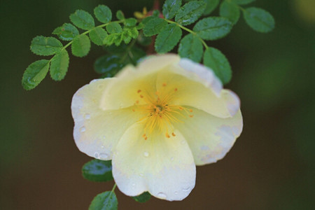 黄刺玫的价值(黄刺玫的观赏价值)