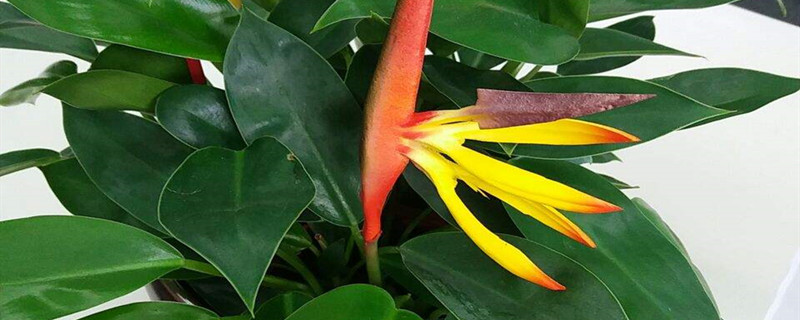 怎么让鹤望兰开花花期有多长(花卉鹤望兰怎样繁殖)