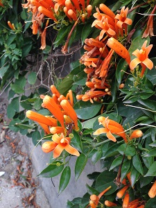 炮仗花会长虫子吗