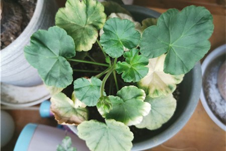 天竺葵叶子变黄枯萎的原因