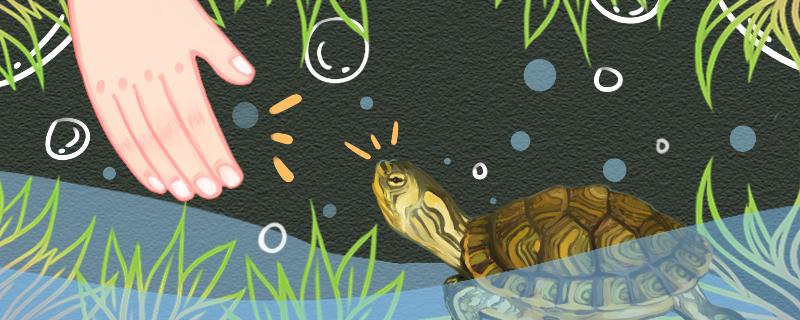 黄耳龟认识主人吗怎么养才能认识主人(黄耳龟怎么看品相)