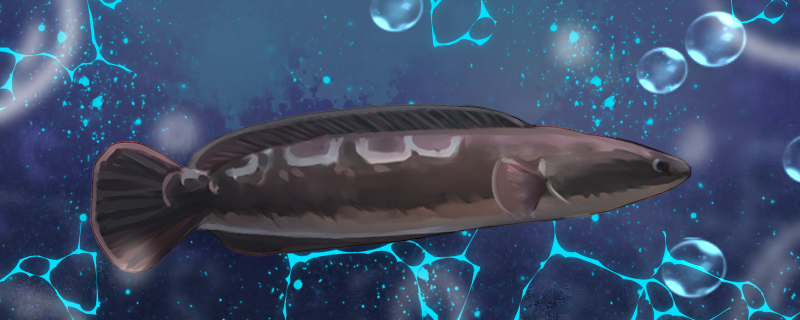 大铅笔鱼好养吗大铅笔怎么养(养大铅笔鱼注意事项)