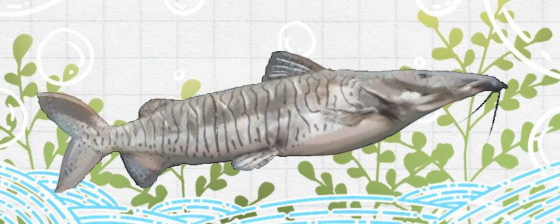 虎皮鸭嘴鱼和什么鱼混养