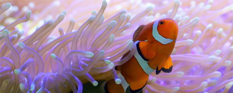 小丑鱼水温多少合适可以淡水养吗(小丑鱼水温要几度)