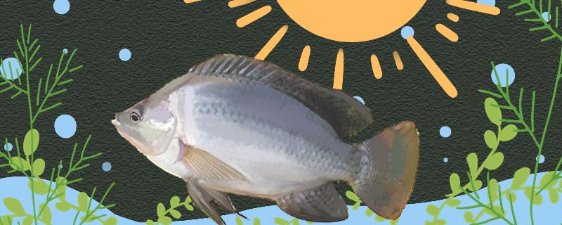 钓罗非鱼用什么味型配方有哪些(钓罗非鱼用什么饵料好?)