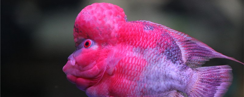 怎么判断罗汉鱼起沙了起沙后怎么养(罗汉鱼起沙前兆)