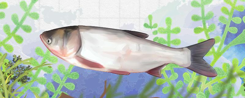 白鲢鱼有刺吗刺多吗(白鲢鱼的刺分布的图片)