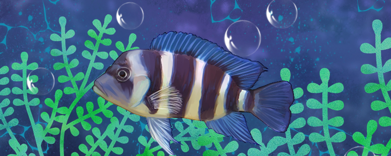 坦干伊克湖慈鲷好养吗怎么养(坦湖慈鲷造景)