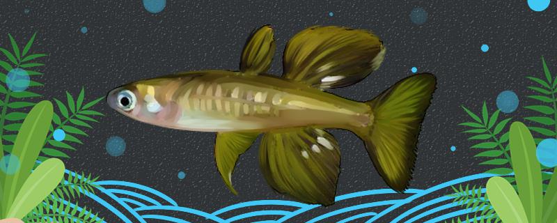 蓝眼燕子灯鱼好养吗怎么养(蓝眼燕子灯鱼好养吗怎么养殖)