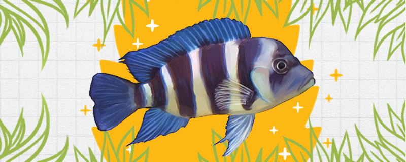 皇冠六间鱼好养吗怎么养(皇冠六间能长多大)