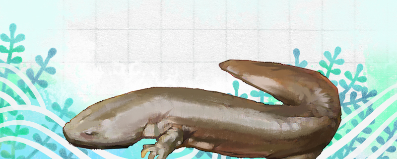 大鲵和娃娃鱼一样吗为什么叫娃娃鱼(大鲵和娃娃鱼是什么关系)