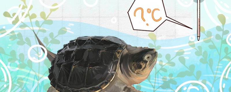 纯鳄龟和杂佛区别鳄龟有哪些特点(杂佛鳄龟和纯佛鳄龟的区别)