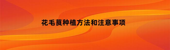 花毛茛种植方法和注意事项(花毛茛栽培技术)