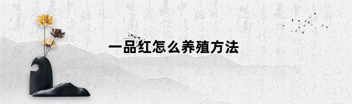 一品红怎么养殖方法(一品红的养殖方法和注意事项养殖日记)